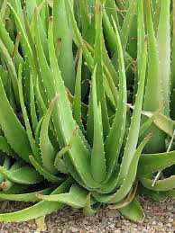 Aloe Vera Seeds Planting Kit for Easy Growth