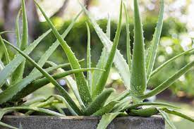 Aloe Cameron Light Green Seeds For Planting Herb