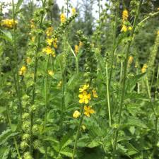 Agrimonia Planting Flower Seeds For Herbal Gardens