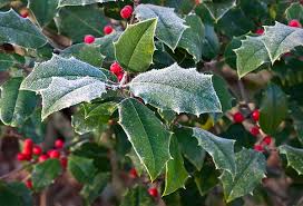 Holly Bush Plant Seeds & Planting Kit