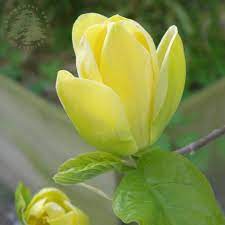 Yulan Flower Seeds Light Yellow Planting Guide