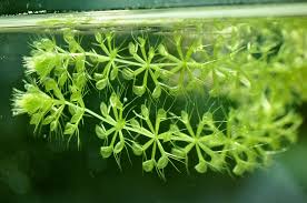 Aldrovanda Vesiculosa Seeds For Planting - Aquatic Carnivorous Plant