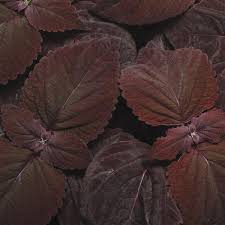 Dark Chocolate Coleus Seeds For Planting