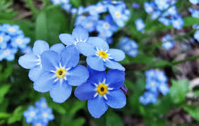 Myosotis Sylvatica Flower seeds for Planting - Pollinator Friendly, Heirloom & GMO Free Seeds for Home Garden