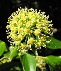 Ivy Flower seeds for Planting Premium Quality Heirloom & GMO Free Seeds for Home Garden