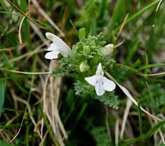 Satureja Montana Flower seeds for Planting Shade Tolerant, Heirloom & GMO Free Seeds for Home Garden vegetable and garden seeds