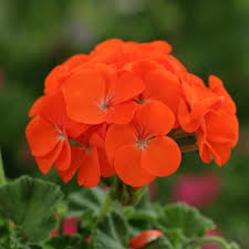 Premium Geranium Light Orange Flower seeds for Planting Cut Flower Favorite, Heirloom & GMO Free Seeds for Home Garden seeds