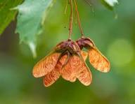 Ahorn Tree Seeds: Unique Options for Planting