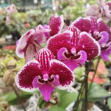Premium Pink White Phalaenopsis Orchid Flower seeds for Planting Cottage Garden Essential, Heirloom & GMO Free Seeds for Home Garden seeds