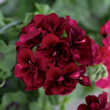 Burgundy Geraniums Flower seeds for Planting Wildflower Mix, Heirloom & GMO Free Seeds for Home Garden vegetable and garden seeds