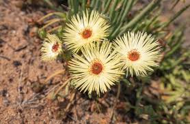 Yellow Cephalophyllum Pillansii Flower seeds for Planting Vibrant Colors, Heirloom & GMO Free Seeds for Home Garden vegetable and garden seeds