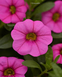 Pink Kabloom Flower seeds for Planting Low Maintenance, Heirloom & GMO Free Seeds for Home Garden vegetable and garden seeds