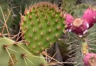 High quality Pink Opuntia Flower seeds for Planting Colorful Display, Heirloom & GMO Free Seeds for Home Garden seeds pack