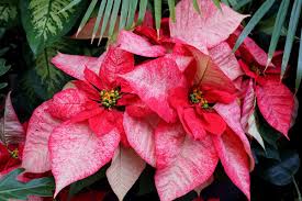 High quality Mixed Poinsettia Flower seeds for Planting Garden Favorite, Heirloom & GMO Free Seeds for Home Garden seeds pack