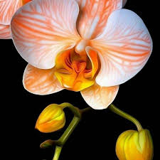 Premium Phalaenopsis Orchid Flower seeds for Planting Colorful Display Heirloom & GMO Free Seeds for Home Garden seeds