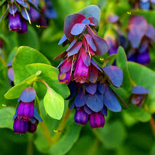 Blue Honeywort Flower seeds for Planting Long Bloom Season, Heirloom & GMO Free Seeds for Home Garden vegetable and garden seeds