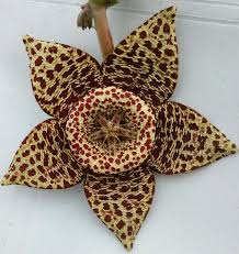 Premium Stapelia Variegata Flower seeds for Planting Garden Favorite, Heirloom & GMO Free Seeds for Home Garden seeds