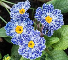 Blue Evening Primrose Flower seeds for Planting Premium Quality Heirloom & GMO Free Seeds for Home Garden