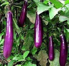 Sweet Purple Eggplant Seeds For Easy Planting Vegetable Seeds