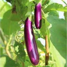 Sweet Purple Eggplant Seeds For Easy Planting Vegetable Seeds