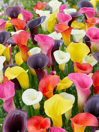 Mixed Calla Lily Flower seeds for Planting - Colorful Display, Heirloom & GMO Free Seeds for Home Garden