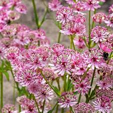Masterwort Flower seeds for Planting Garden Favorite, Heirloom & GMO Free Seeds for Home Garden vegetable and garden seeds