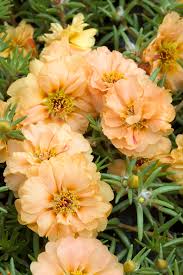 Sundial Peach Portulaca Moss Rose Flower seeds for Planting, Fragrant Blossoms Heirloom & GMO Free Seeds for Home Garden