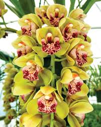 Premium Cream Cymbidium Flower seeds for Planting Pollinator Friendly, Heirloom & GMO Free Seeds for Home Garden seeds