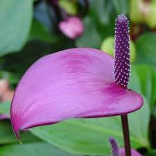 Lavender Anthurium Flower seeds for Planting Wildflower Mix, Heirloom & GMO Free Seeds for Home Garden seeds for planting