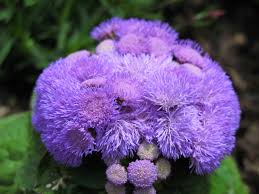 Premium Violet Ageratum Flower seeds for Planting Seasonal Bloomer, Heirloom & GMO Free Seeds for Home Garden seeds