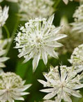 White Astrantia Flower seeds for Planting Sun Loving, Heirloom & GMO Free Seeds for Home Garden seeds for planting