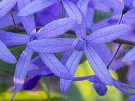 Purple Ivy Flower seeds for Planting Wildflower Mix, Heirloom & GMO Free Seeds for Home Garden vegetable and garden seeds