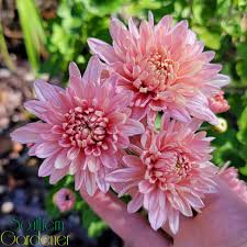 Bonsai Chrysanthemum Flower seeds for Planting - Compact Growth, Heirloom & GMO Free Seeds for Home Garden