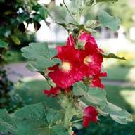 Malvarosa Flower seeds for Planting Vibrant Colors, Heirloom & GMO Free Seeds for Home Garden vegetable and garden seeds