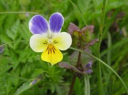 Viola Tricolor Planting Flower Seeds For Vibrant Gardens - Organic Multi-Colored Blooms