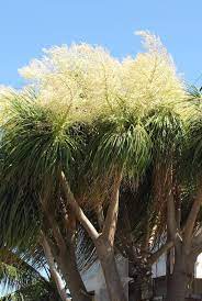 Yellow Beaucarnea Recurvata Plant Seeds Planting
