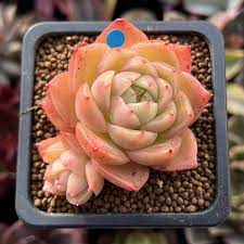 Echeveria Purpusorum Light Green Seeds - Perfect For Planting Herb