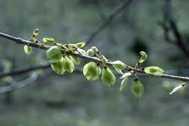 Ulmus Rubra Tree Seeds - Premium Planting For Hardy Elm Growth