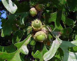 Oak Tree Seeds - Planting And Growth Guide