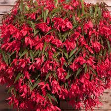 Trailing Begonia Plant Seeds Planting