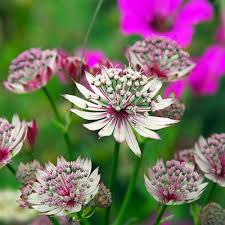 Mixed Astrantia Flower seeds for Planting Colorful Display, Heirloom & GMO Free Seeds for Home Garden vegetable and garden seeds