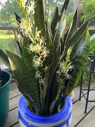Sansevieria Flower seeds for Planting Sun Loving, Heirloom & GMO Free Seeds for Home Garden vegetable and garden seeds