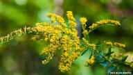 High quality Goldenrod Flower seeds for Planting Wildflower Mix, Heirloom & GMO Free Seeds for Home Garden seeds pack