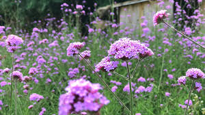 Verbena Chokecherry Planting Seeds: Vibrant Flowering Blooms For A Colorful Garden Display Seeds