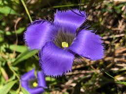 High quality Blue Gentian Fringed Flower seeds for Planting Fragrant Blossoms, Heirloom & GMO Free Seeds for Home Garden seeds pack
