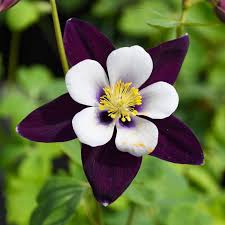 Aquilegia Columbine Flower seeds for Planting Vibrant Colors Heirloom & GMO Free Seeds for Home Garden