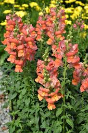 High quality Orange Snapdragon Flower seeds for Planting Pollinator Friendly, Heirloom & GMO Free Seeds for Home Garden seeds pack
