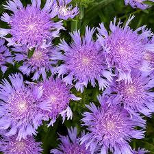 Stoke's Aster Flower seeds for Planting - Garden Favorite, Heirloom & GMO Free Seeds for Home Garden