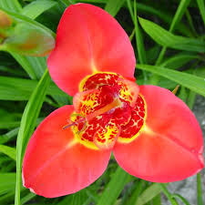 Premium Red Tigridia Pavonia Flower seeds for Planting Bright Blooms, Heirloom & GMO Free Seeds for Home Garden seeds