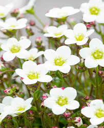 Premium White Blush Saxifraga Flower seeds for Planting Seasonal Bloomer, Heirloom & GMO Free Seeds for Home Garden seeds